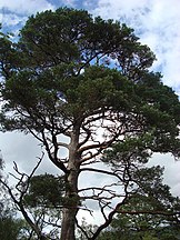 Beinn Eighe, Wester Ross, Scotland