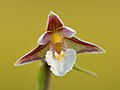 89 Epipactis palustris - Keila uploaded by Iifar, nominated by Iifar,  15,  0,  0