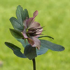 "Helleborus_orientalis,_Zaaddozen_zwellen,_Locatie,_Tuinreservaat_Jonkervallei_01.jpg" by User:Famberhorst