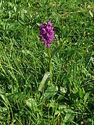 Orchidee - Neufahrn, Friedhof - 2023-05-29 - 080b.jpg