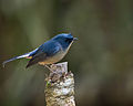 Ficedula tricolor (cat.)