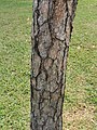Close up, the bark seems to be made up of countless shiny metal pieces. In 2016, the height of the tree was 10.6 meters and the bust circumference was 0.7 meters. Photo taken in early October 2021. Taichung Park, Taiwan.
