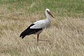 White stork