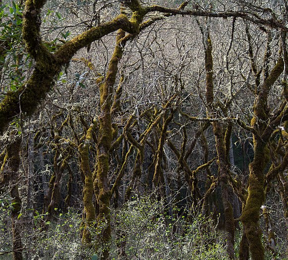 California Moss and lichen-covered trees in Napa Valley