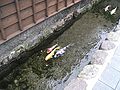 Carp streams /　鯉の泳ぐまち