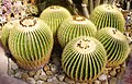 Echinocactus grusonii