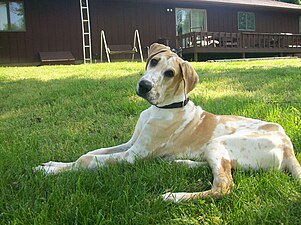 Fawn harlequin