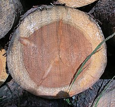 Cut log showing dark heartwood and pale sapwood