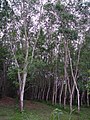 A rubber tree plantation in Phuket, Thailand