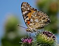 Distelfalter - Vanessa cardui, am Bruchgraben in den Kirschgartshäuser Schlägen