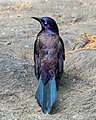 Image 5Common grackle showing off its iridescence in Central Park