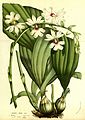 Calanthe vestita page 33 in: Louis van Houtte: Flore des serres et des jardins de l’Europe (Orchidaceae), vol. 13, (1858)