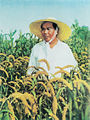 Mao working in a rice field