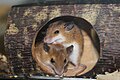 African Pygmy Mice: Category:Mus musculoides