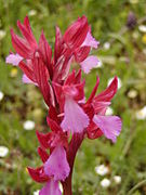 Orchis papilionacea Anacamptis papilionacea