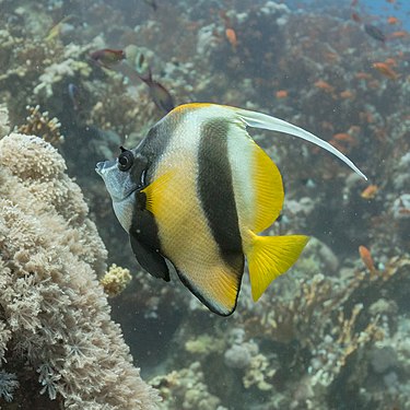 Red Sea bannerfish (Heniochus intermedius), Ras Muhammad National Park, Egypt.