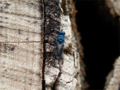 Trichrysis canea (Blaue Goldwespe)