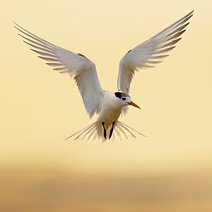 "Crested_Tern_-_Mortimer_Bay.jpg" by User:JJ Harrison