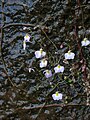 Utricularia striatula, India