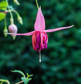 Fuchsia 'Acclamation'.