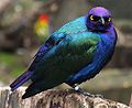 (Lamprotornis purpureus, cat.)