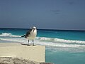 Gaviota (Gelochelidon nilotica) de Margarita Venezuela