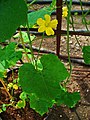 Flower and leaf