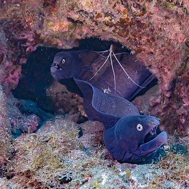 Moray eels (Muraena augusti) and a cleaner shrimp (Lysmata grabhami), Teno-Rasca marine strip, Tenerife, Spain.