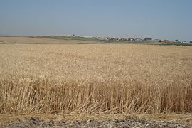 A wheat field in the Negev desert