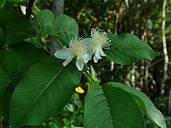 Psidium-guajava-SF24028-02.jpg