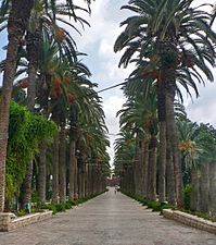 Date palms in Rishon LeZion