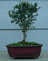 A young Serissa foetida bonsai