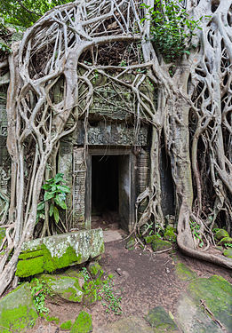 Ta Phrom, Angkor, Cambodia.