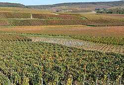 Vignoble champenois dans la montagne de Reims