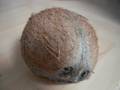 Ivory Coastian coconut.