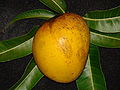 Yellow mango