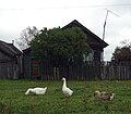 Русский: Домашняя птица в селе Питере, Нижегородская область, Россия.