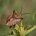 * Nomination Shield bug --Daniel VILLAFRUELA 12:21, 25 April 2016 (UTC) * Decline Central object not completely focused. -Knöre 14:20, 25 April 2016 (UTC) *: Comment @Knöre: You must not be very familiar with Venice and photography there. This is not Las Vegas nor Disneyland ;-) Sorry comment on the wrong nominee --Moroder 14:50, 25 April 2016 (UTC)  Oppose @Moroder: I'm not sure that I understand you, but I'm agree with Knöre, sorry, I beg your pardon...: Not focused areas are disturbing--Lmbuga 16:11, 25 April 2016 (UTC) (Sorry, Moroder)--Lmbuga 17:00, 25 April 2016 (UTC)