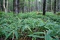 Forest, Mt. Amigasa, Yatsugatake, Yamanashi Pref., Japan