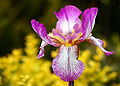 Iris (Iris sibirica).