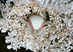 Misumena vatia (Flower Crab Spider), white female