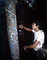 A plantation worker cuts into a rubber tree