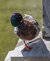 A male Mallard at the fountain at the empress Elisabeth monument in the Volksgarten, Vienna