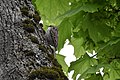 Treecreeper