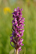 Dactylorhiza incarnata - kahkjaspunane sõrmkäpp Pakri.jpg