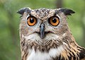 Image 55A rescued Eurasian eagle-owl
