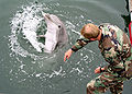Military trained dolphin