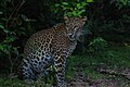 Sri Lankan Leopard