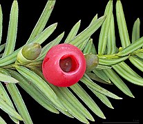  yew seed cones (Taxus baccata)