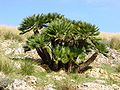 Chamaerops humilis